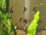 Baby Angelfish $10 Each + $13.99 Postage ($0 SYD C&C) @ Sydney Aquascapes