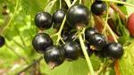 Fresh Tasmanian Blackcurrants 2kg $26 Delivered (Save 37%) @ Eureka Farm [ACT/NSW/TAS/VIC]