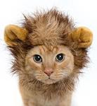 Lion Mane for Dogs and Cats Starting at USD $6.75 (~AUD $10) + Post (with Coupon Code) @ LionManes.com