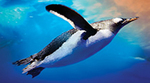 30% off General Admission Tickets @ Sea Life Aquarium, MEL, Sunshine Coast, Auckland