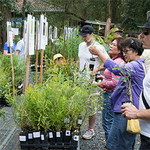 [NSW] Native Plant Giveaway for Residents from C Ward on 20/10, 10-12pm @ Hornsby Shire Council