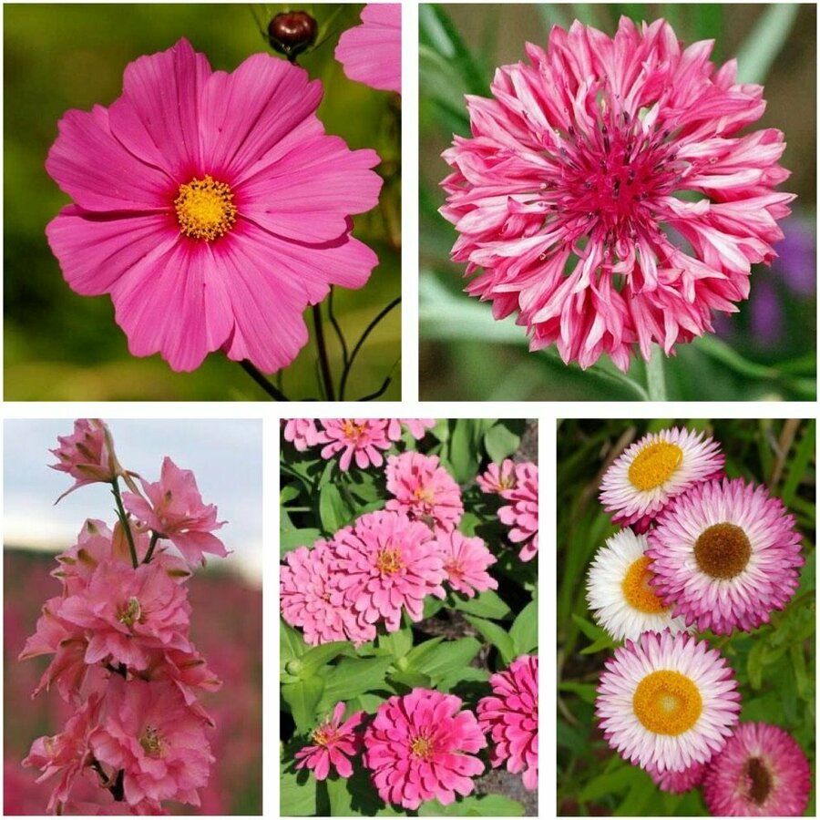 Pink Flower Seeds Pack (5 Varieties) $10 + Free Shipping @ Veggie ...