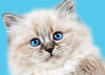 [VIC] 2019 Cat Lovers Show - Early Bird Ticket Discount (Adults from $20) + $1.93 Booking Fee @ O-Tix (Melbourne CBD)