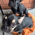 3 French Bulldog Looking for New Home- $1800- $2300
