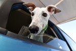 [VIC] Greyhound Adoption from GAP Victoria - $75 Adoption Fee Waived 18 - 20 Jan