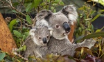 Win an Ultimate Wildlife Retreat Package (2 Adults and 1 Child) or 1 of 100 Taronga Zoo Family Passes from The Latch