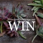 Win a Garden Prize Pack (Includes 8 Indoor Plants and 8 Succulents) Worth $150 [Post Pic + Thrifty Gardening Tip to Instagram]