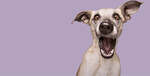 Win 1 of 3 HappiTreats Dog Treats bundles (RRP $67.80) from ZamiPet