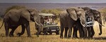 Win a 10-Day South African Safari for 2 Worth US$25,000 from Go2Africa