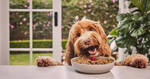 40% off Your First Dog Food Order @ Lyka