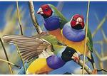 Blue Opal Australian Geographic Gouldian Finches Jigsaw Puzzle 1000 Piece $14.56 + Post ($0 with Prime/ $39 Spend) @ Amazon AU