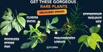 Win 1 of 5 Rare Plants from Flora
