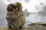 Win a Skiing + Snow Monkey Holiday Package in Shiga Kogen, Japan [Includes 2 Nights' Accommodation but No Flights/Transfers]