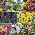 GardenExpress - 315 Spring-Flowering Bulbs for $29 + $8.50 Delivery
