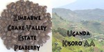1kg Zimbabwe Peaberry Coffee and 75gm sample Ugandan Kisoro $24.95 FREE Shipping