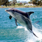 30% OFF Dolphin & Scenic Canal Cruises in Mandurah (WA) in June