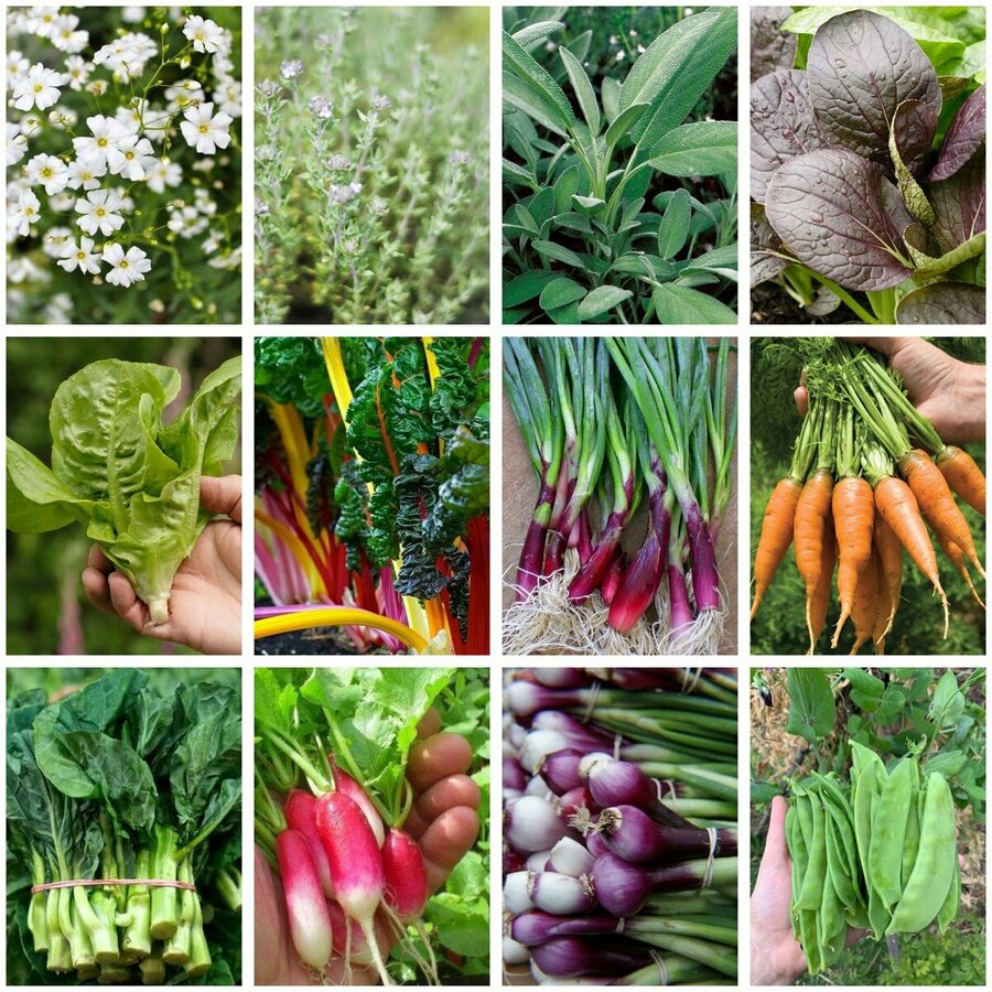 Winter Garden Seed Bundle (12 Varieties) + Free Shipping $19 @ Veggie ...