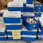 [VIC] 4kg Box of Mushrooms for $5 @ Marketplace Fresh, Oakleigh