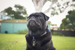 Win 1 of 5 Winston Manner Collar & Leash Sets [Closes at 8pm Tonight]