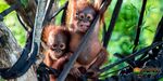 Win an Orangutan Adventure Holiday in Central Borneo for 2 from Orangutan Odysseys