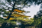 Qantas: Tokyo Direct Ret SYD $924, BNE $929, MEL $929,HBA $929 (via MEL),ADL $1024 (via SYD), CBR $1026, GC $1125  @ IWTF