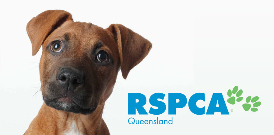 RSPCA QLD - All Cats and Dogs (over 4 Months) $50 to Adopt in April ...