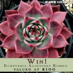 Win a Succulent Plant (Echeveria Agavoides Romeo) Worth $100 from Rare Imports