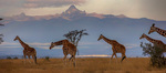 Kenya