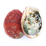 Abalone