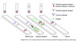 Rapid Antigen Test