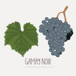 Gamay Noir À Jus Blanc