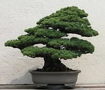 Bonsai