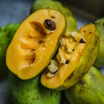 Paw Paw